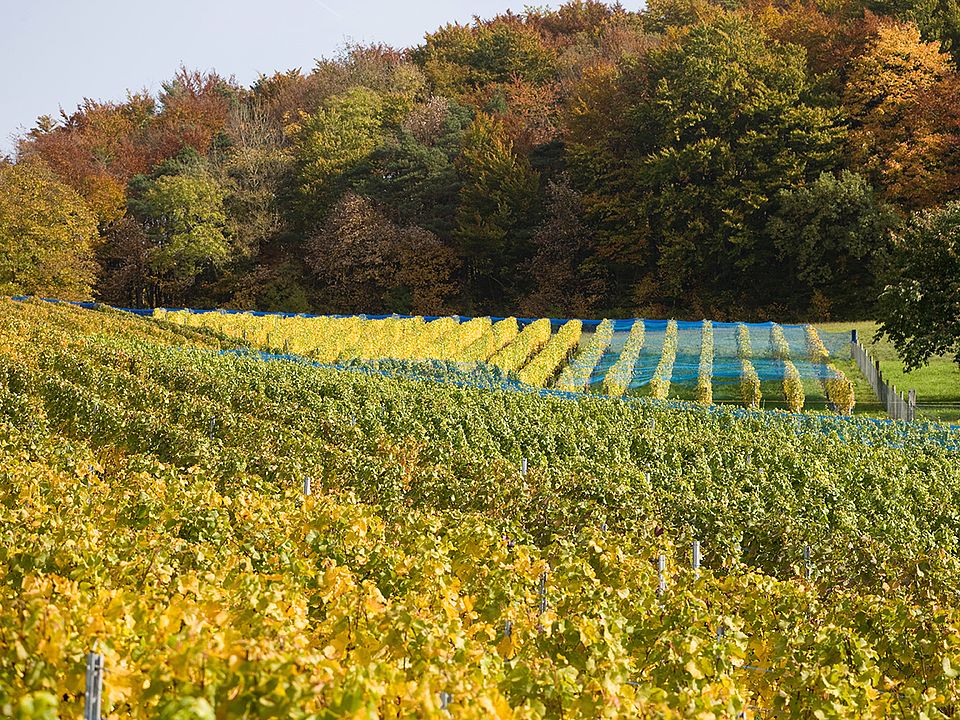 Rebhang Tegerfelden im Herbst