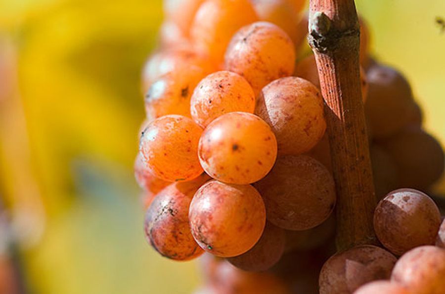 Traminer Traube im Herbst