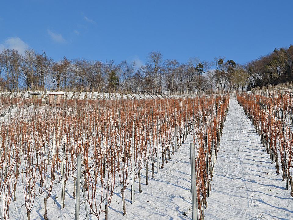 Rebhang Tegerfelden im Winter