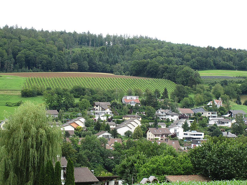 Rebhang in Endingen AG