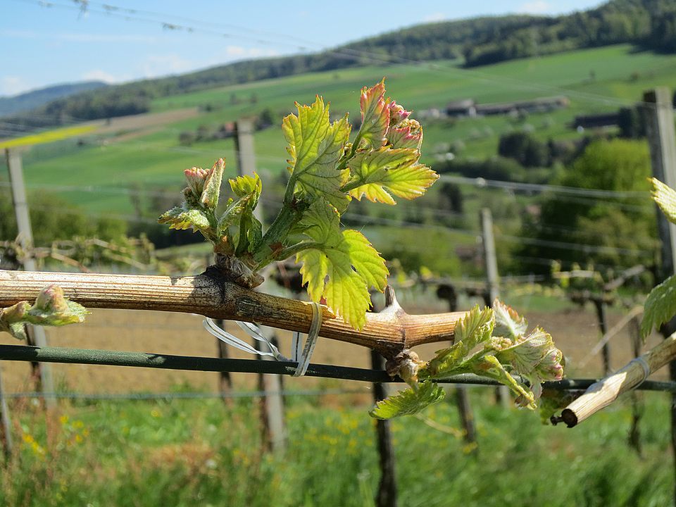 REbberg in Endingen im Frühling
