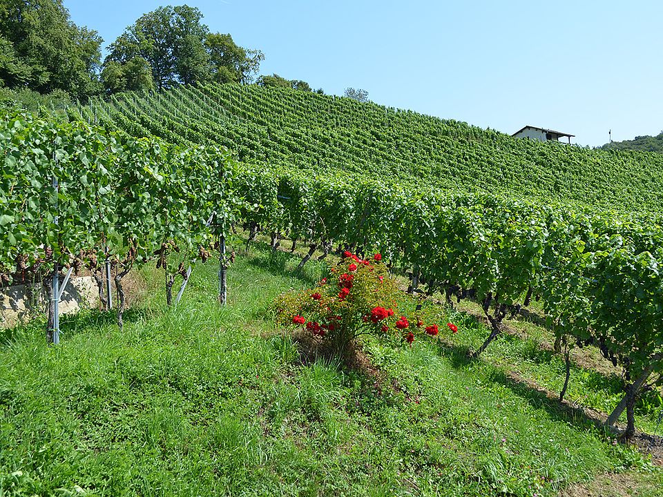 Rebhang im Sommer - Baumgartner Weinbau Tegerfelden