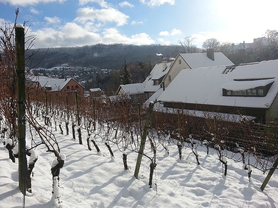 Rebberg in Ennetbaden im Winterschlaf