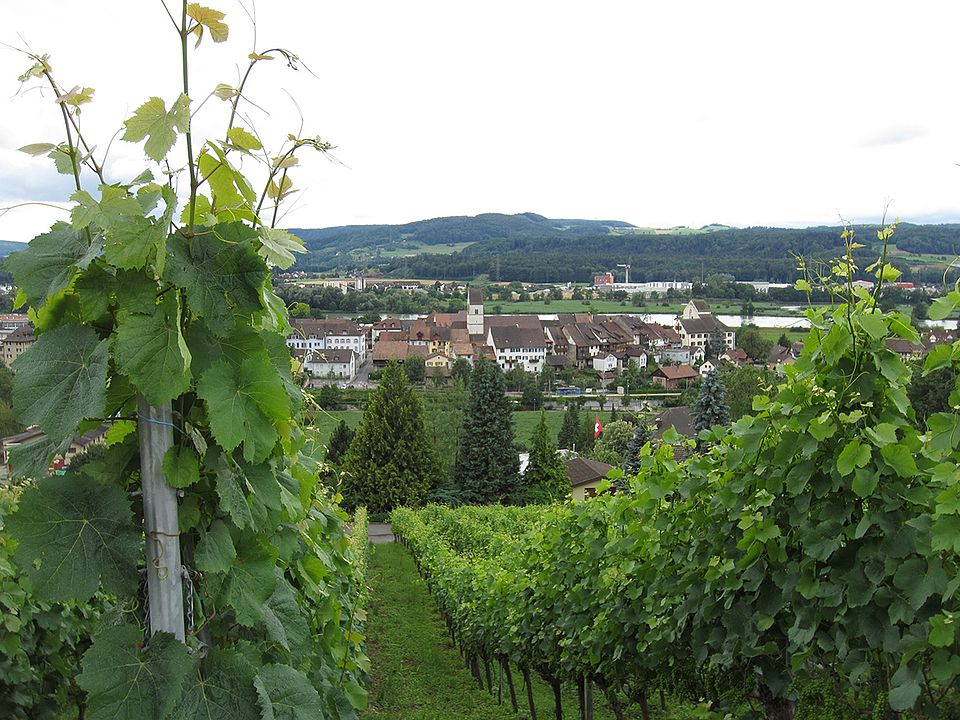 Unser Rebberg in Klingnau